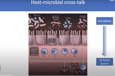 Vídeo tutorial sobre el desarrollo de las células T específicas para la Microbiota del Timo. imagen